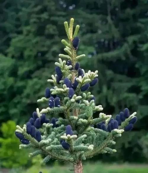 松树开花（寓意与象征、开花过程的奇迹和启示）