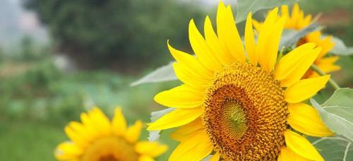 以太阳花代表什么花语？（探寻以太阳花的含义和象征意义）