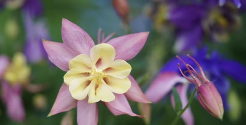 桃花生肖之谜（揭开桃花所代表的生肖之谜）