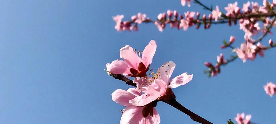 桃花的花语和寓意（桃花的花语揭示爱情的真谛，以及寓意给予人们希望与快乐）