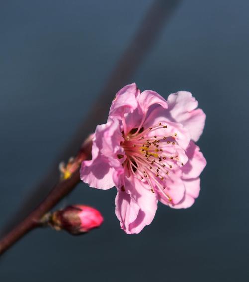 桃花花语与寓意——浪漫与希望的象征（桃花的花语寓意及其重要性）