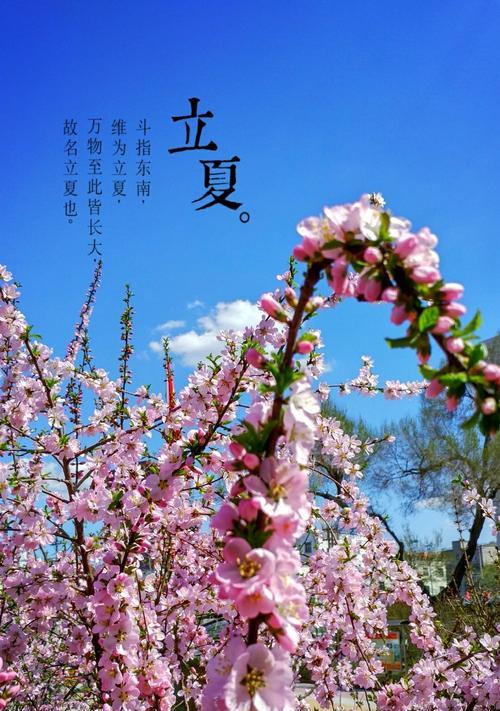 乌鲁木齐的市花—红枣花（揭秘乌鲁木齐市花红枣花的意义与美丽）