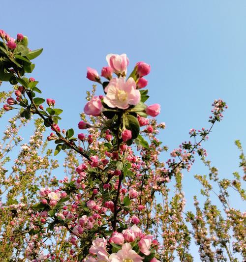 以西府海棠（传递希望与激情的花海）