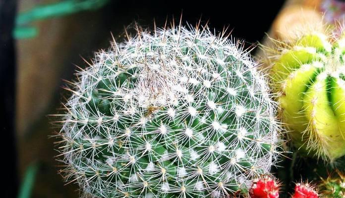 仙人球花的花语象征与寓意（探寻仙人球花的神秘内涵）