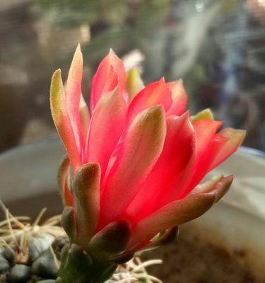 仙人球开花的寓意与兆头（探寻仙人球开花的美丽奥秘）
