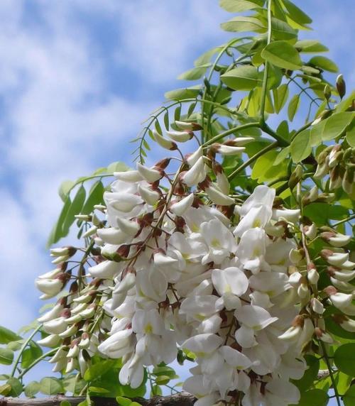 香椿树开花的寓意与预示（探寻香椿树开花的象征意义，预示着什么？）