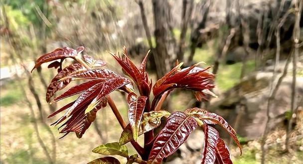 香椿树开花的寓意与预示（探寻香椿树开花的象征意义，预示着什么？）