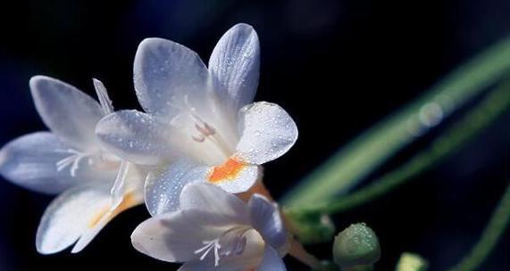 小苍兰花的花语及寓意（美丽蓝色的小苍兰，寓意深远的花语）