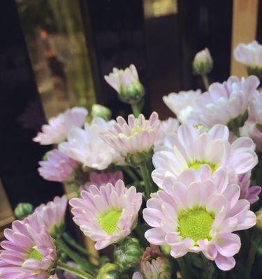 小雏菊的花语及其含义——传递幸福与希望的花朵（美丽而朴实，小雏菊的花语温暖人心）