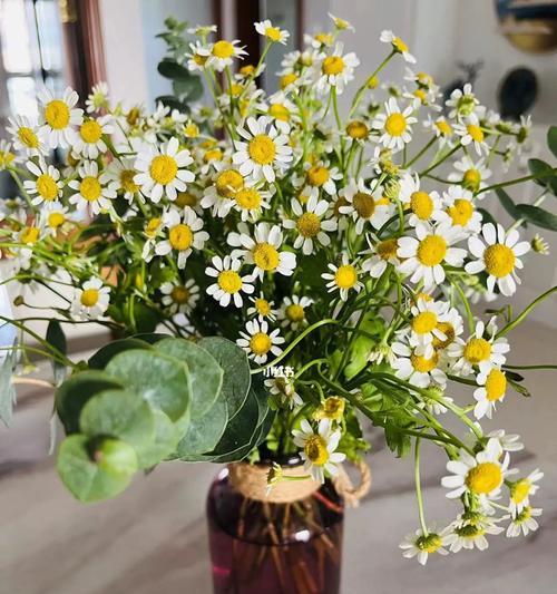 小雏菊的花语及其含义——传递幸福与希望的花朵（美丽而朴实，小雏菊的花语温暖人心）