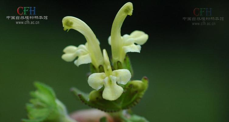 玄参科植物的共性特征及其生态意义（探索玄参科植物的奥秘，揭示其重要生态功能）