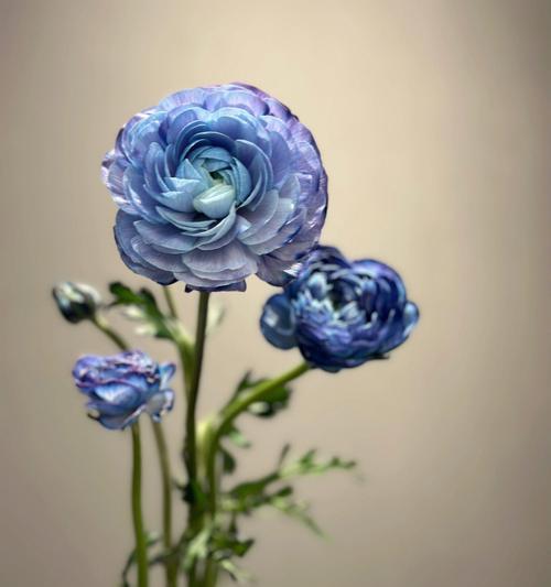 洋牡丹的花语和寓意（探索洋牡丹的神秘意义与象征）