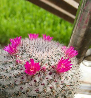 探寻仙人掌花语的奥秘（解读仙人掌的生命智慧与神秘语言）