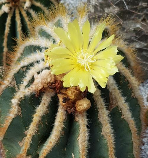 探索仙人掌植物叶子的奇妙特点（解读仙人掌叶子的形态、结构和适应环境）