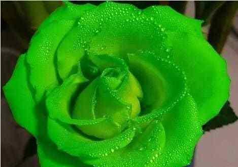 小球玫瑰花语之美丽与永恒（探索小球玫瑰花的深层含义与象征意义）