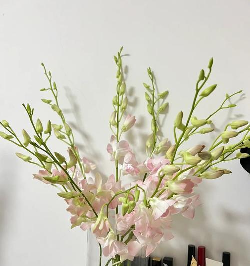 洋兰花的意义与作用（传递美丽与祝福的花语）