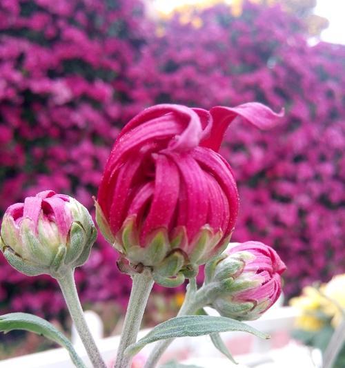 养菊花，品味生活的艺术（用心栽培耐心陪伴菊花美丽绽放）
