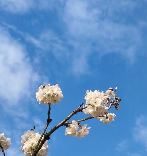 樱桃花之花语-盛世绽放（迎接春天的甜美绽放，樱花的花语与意义）