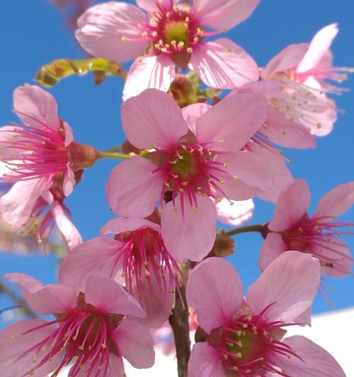 樱桃花之花语-盛世绽放（迎接春天的甜美绽放，樱花的花语与意义）