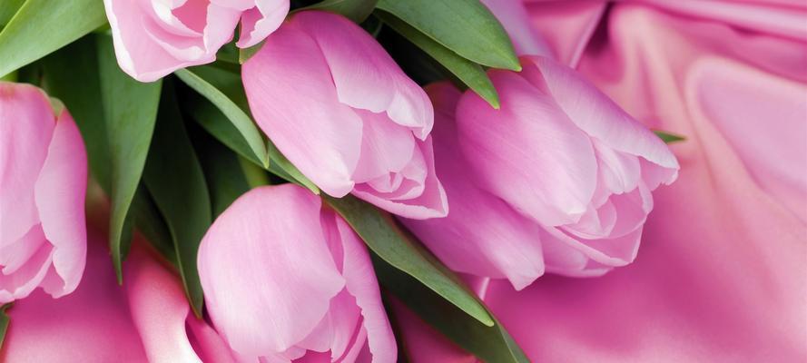 探寻郁金香粉色花语的神秘之美（解读郁金香粉色的象征与意义，传达爱与美的情感）