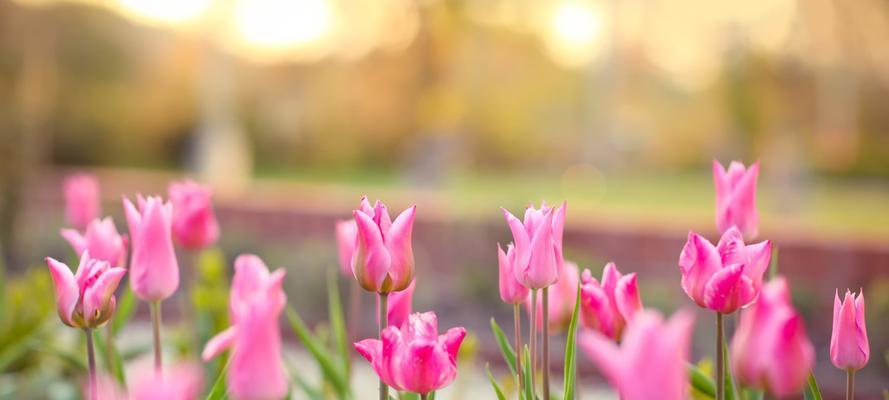 郁金香花语及寓意（探索郁金香花语的美丽和深意）