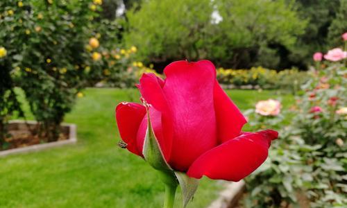 月季花的花语与意义（用花语传达情感，月季花告诉你什么？）