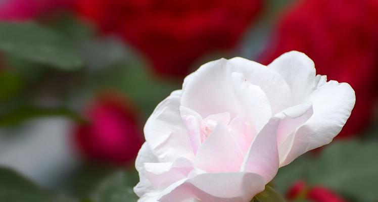 月季花的花语与意义（用花语传达情感，月季花告诉你什么？）