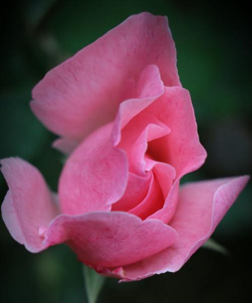 花语之美（探索花海中的爱之密码）