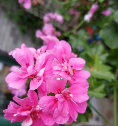 天竺葵养殖必看（探究养殖天竺葵叶子发黄的原因和处理方法，让你的植物健康生长）