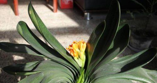 揭秘君子兰开花季节（探究君子兰花期的因素与技巧）