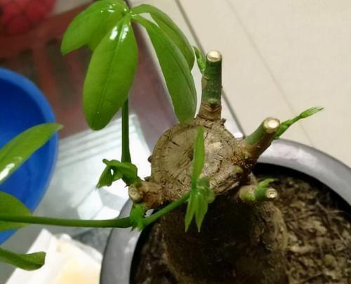 如何正确地为发财树打尖（实用技巧帮你轻松掌握，助你提高绿植养护能力）