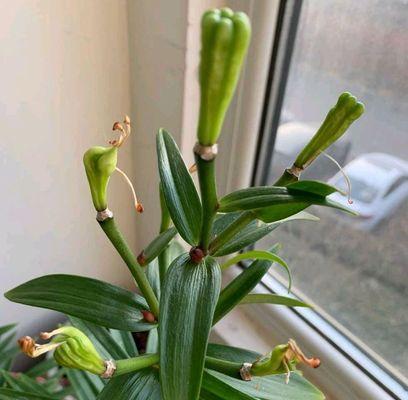 百合花黄叶怎么回事？原因和解决方法详解（从环境、肥料到病虫害，多方面了解百合花黄叶的成因和应对策略）