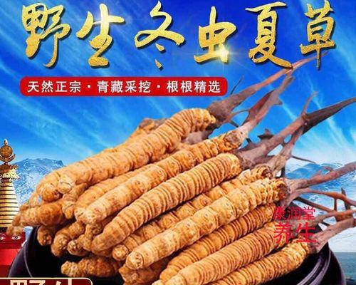 冬虫草养殖详解（从选种到收成，打造稳健的冬虫草养殖计划）