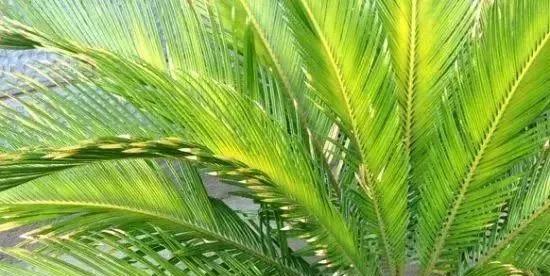 如何进行铁树分蘖繁殖（掌握分蘖技巧，快速繁殖铁树）
