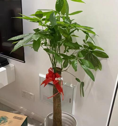 夏天可以换盆的发财树怎么养？（快速掌握发财树夏季换盆技巧）