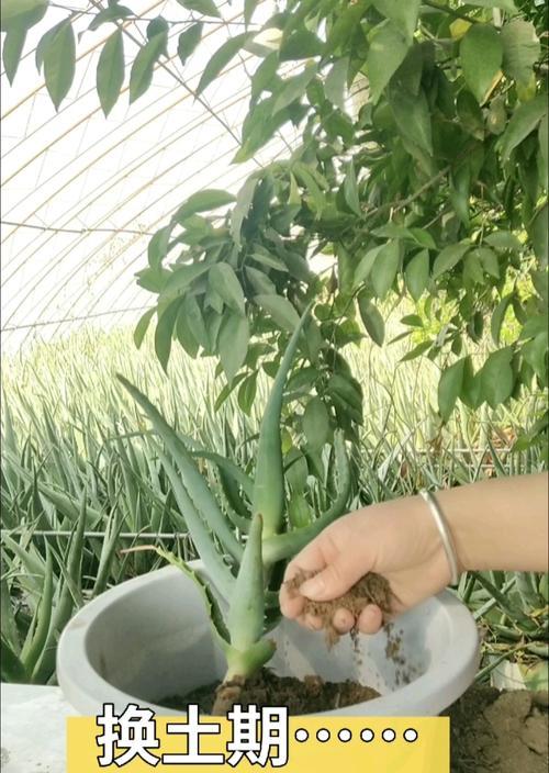 芦荟的栽种方法（让你轻松成为芦荟种植专家）