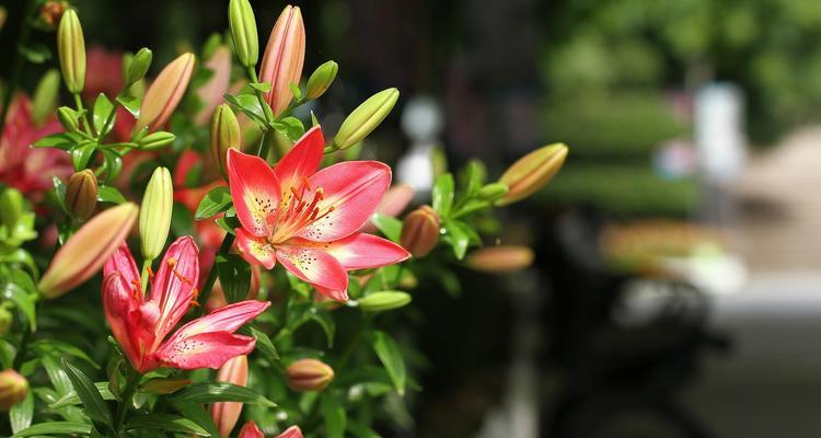 百合花的特点与象征（探秘百合的美丽和深刻内涵）