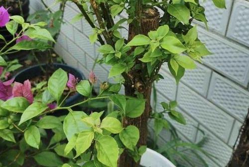 盆栽三角梅的养殖方法和注意事项（打造花园中的绝美小角色）