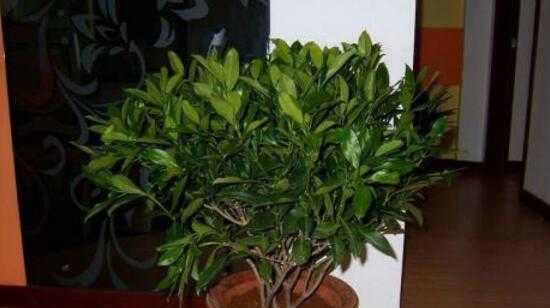平安花养殖全攻略（如何让你的平安花健康成长？）