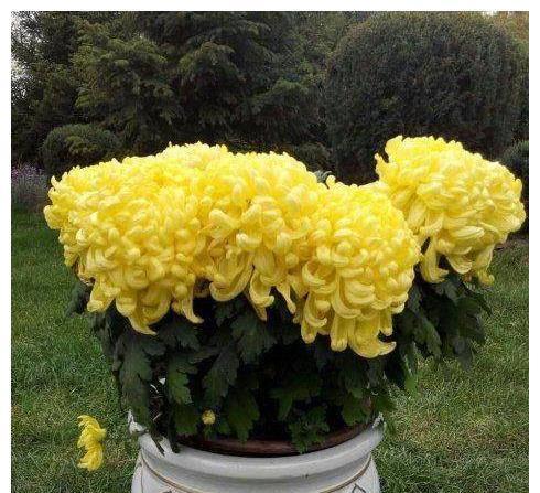 春季菊花开花及管理（如何正确地管理您的春季菊花？）