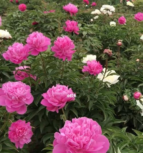 芍药花的种植与养护（简单易行的芍药花养护技巧）