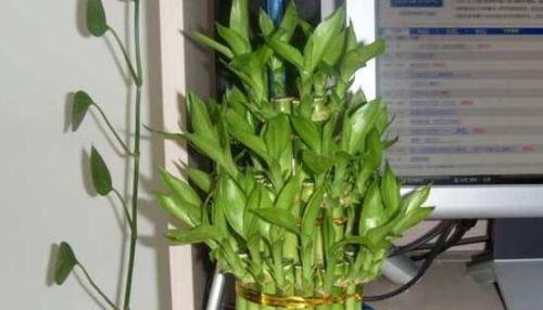 富贵竹的养殖方法与浇水技巧（让家中富贵竹茁壮成长的8个秘诀）