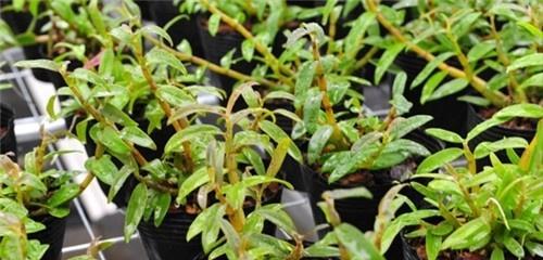 如何种植和繁殖石斛？（打造家庭花园中最美的兰花——石斛的种植与繁殖方法）