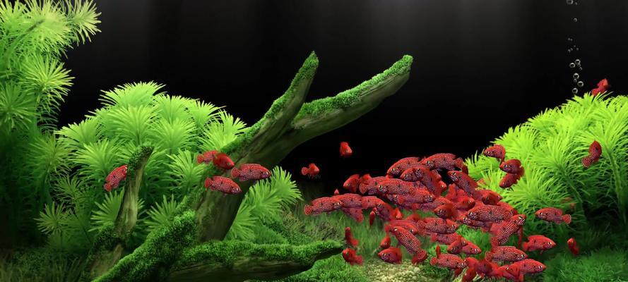 探秘海底植物的神奇世界（揭开海底植物的奥秘——颜色、形态、分布、功能）