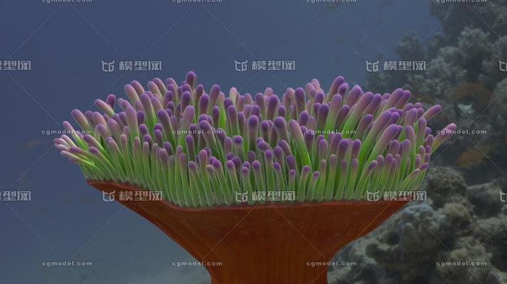 探秘海底植物的神奇世界（揭开海底植物的奥秘——颜色、形态、分布、功能）