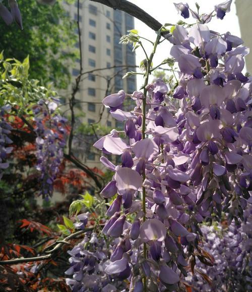 紫藤花的花期有多长（探究紫藤花的开花时间和持续时间）