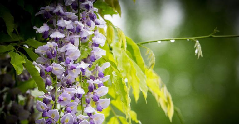 紫藤花的花期有多长（探究紫藤花的开花时间和持续时间）
