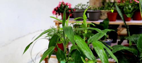 室内富贵竹的养护指南（打造健康绿色居室，以“光、温、水、肥”为）