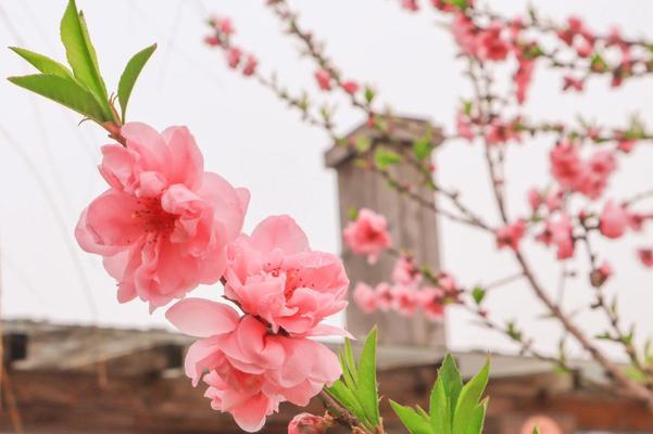 春天花开，满园芳菲（赏花大好季节，别有洞天）