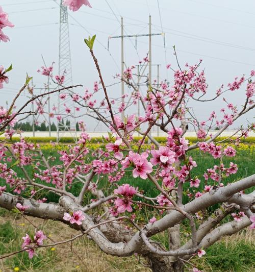 春天花开，满园芳菲（赏花大好季节，别有洞天）